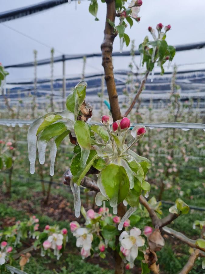 Versigglhof Апиано сула Страда дел Вино Екстериор снимка